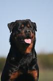 ROTTWEILER 631